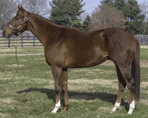 stallion Irish War Cry xx (Thoroughbred, 2014, from Curlin xx)