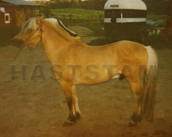 stallion Bjørgar N.1706 (Fjord Horse, 1966, from Grabb N.1651)