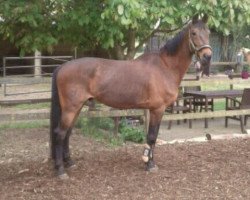 horse Wolfgang Amadeus Mozart (Zangersheide riding horse, 1998, from Cilton Z)