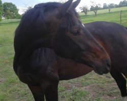 Pferd Clair de lune (Oldenburger, 2011, von Christ)