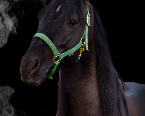 Pferd Filou (Andalusier, 2012)