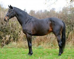 stallion Set Adrift xx (Thoroughbred, 1993, from Slip Anchor xx)