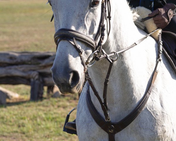 jumper Anaconda 53 (German Sport Horse, 2009, from Arctic)