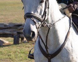 jumper Anaconda 53 (German Sport Horse, 2009, from Arctic)