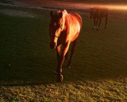 broodmare Ladana (Württemberger, 2008, from Mr. Woodman xx)