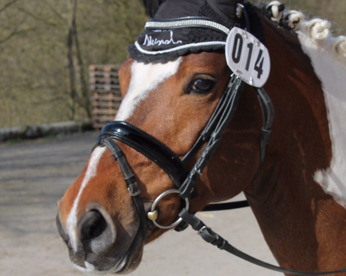 Deckhengst Billy the Kid 52 (Pinto/Kleines Reitpferd, 2008, von Kid)