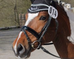 stallion Billy the Kid 52 (Pinto / Small Riding Horse, 2008, from Kid)