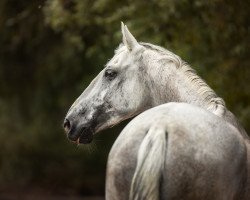 jumper Alexis 215 (KWPN (Royal Dutch Sporthorse), 2005)