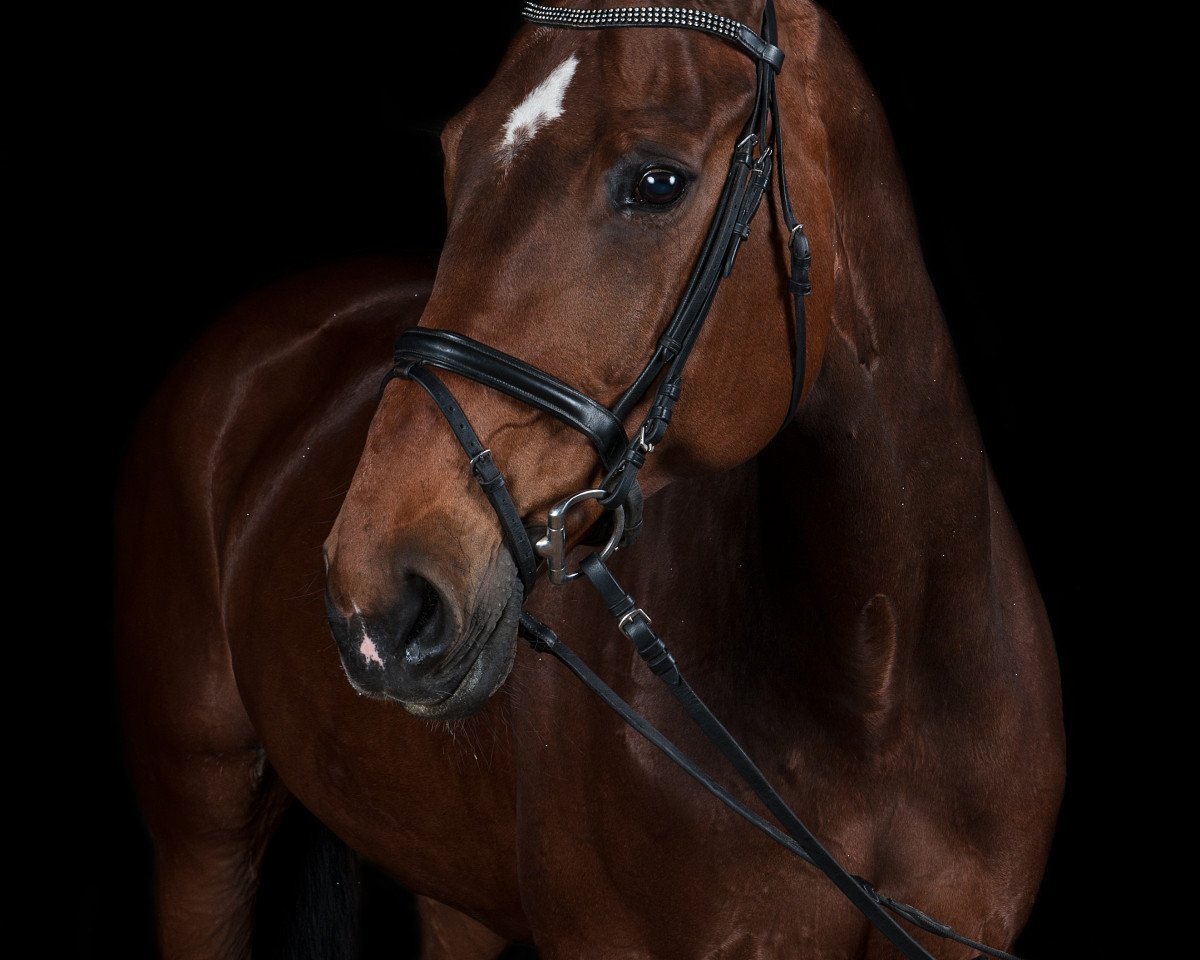jumper Irina (Hessian Warmblood, 1996, from Im Frühling)