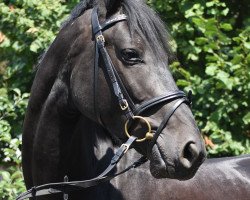 dressage horse Chilli (German Warmblood, 2014, from Christ)