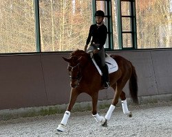 dressage horse Fräulein Hansemann (Hanoverian, 2011, from Fuechtels Floriscount OLD)