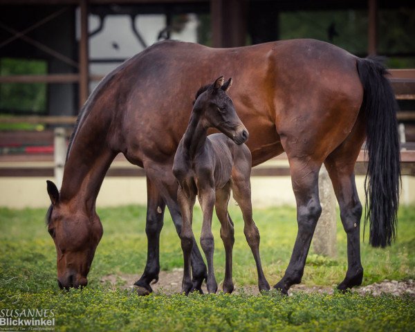 dressage horse HF von Franklin x Jazz Rubin (Hanoverian, 2018, from Franklin)