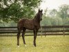 dressage horse Flamborough (Hanoverian, 2018, from Franklin)