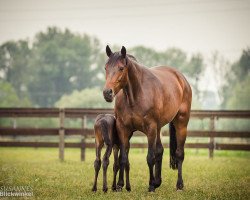 broodmare Jazzy 6 (Bavarian, 2006, from Jazz Rubin)