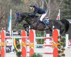 jumper Navarone Z (Zangersheide riding horse, 2009, from Nabab de Rêve)