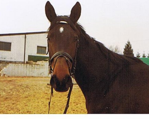 horse Vermont 1 (Trakehner, 1980, from Unesco)