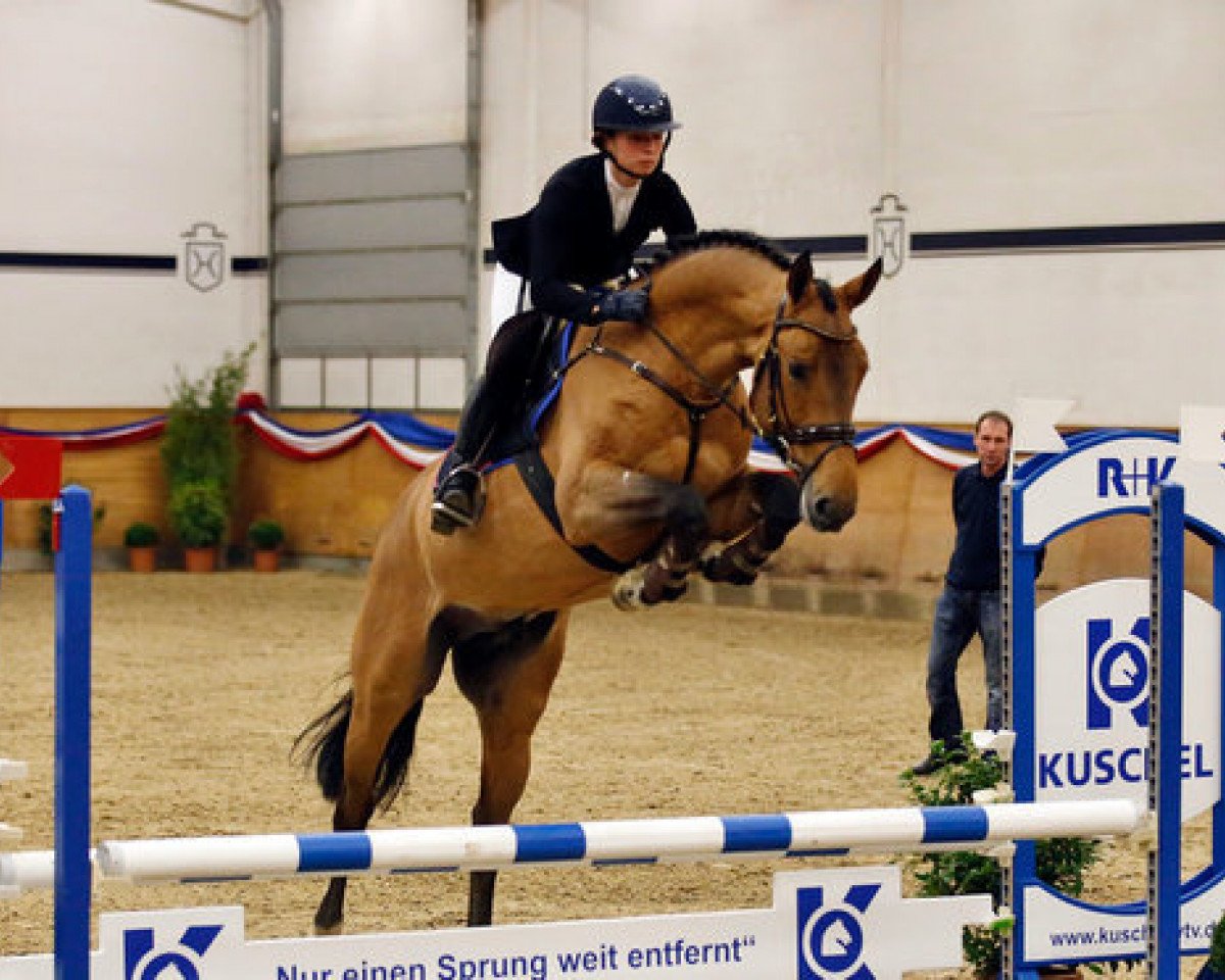 Deckhengst Jaloubet K VDL (KWPN (Niederländisches Warmblut), 2014, von Baloubet du Rouet)