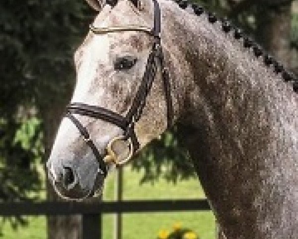 stallion Picobello Van'T Roosakker (Belgian Warmblood, 2015, from Kassander van het Roosakker)