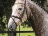 stallion Picobello Van'T Roosakker (Belgian Warmblood, 2015, from Kassander van het Roosakker)