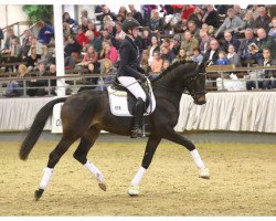 stallion His Choice (Trakehner, 2016, from E.H. Millennium)