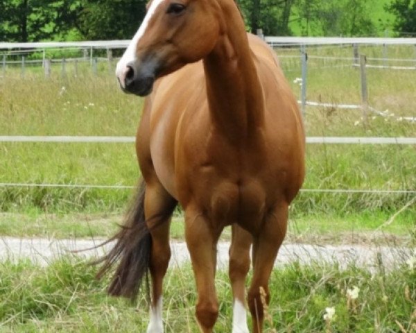 Zuchtstute Amber Smokin Oaks (Quarter Horse, 2007)