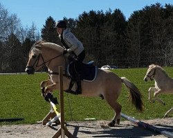 broodmare Tulstruplunds Perle (Fjord Horse, 2016, from Ingolf Kjærgård)