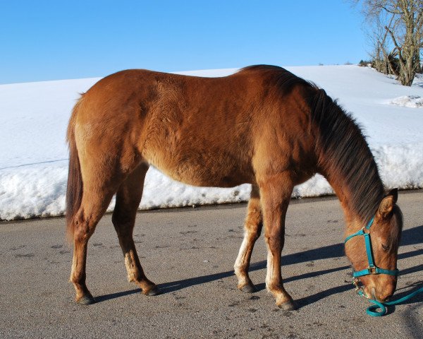 horse Simkabars Lady Inred (Quarter Horse, 2017, from Simkabars Dun It Kid)