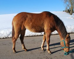 Pferd Simkabars Lady Inred (Quarter Horse, 2017, von Simkabars Dun It Kid)