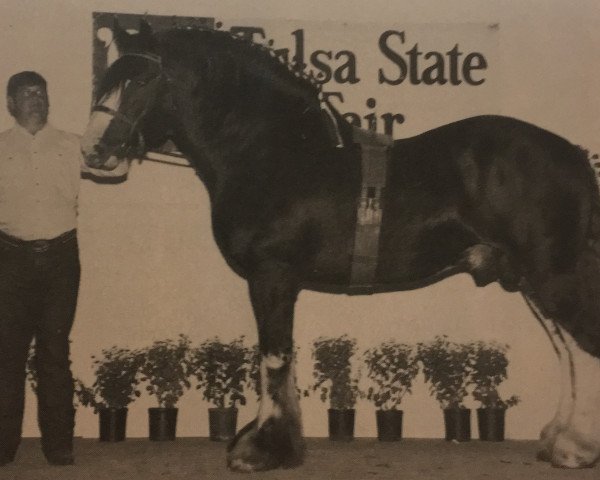 stallion Ogdensburg Andy (Clydesdale, 1977, from Doura Perfect Motion)