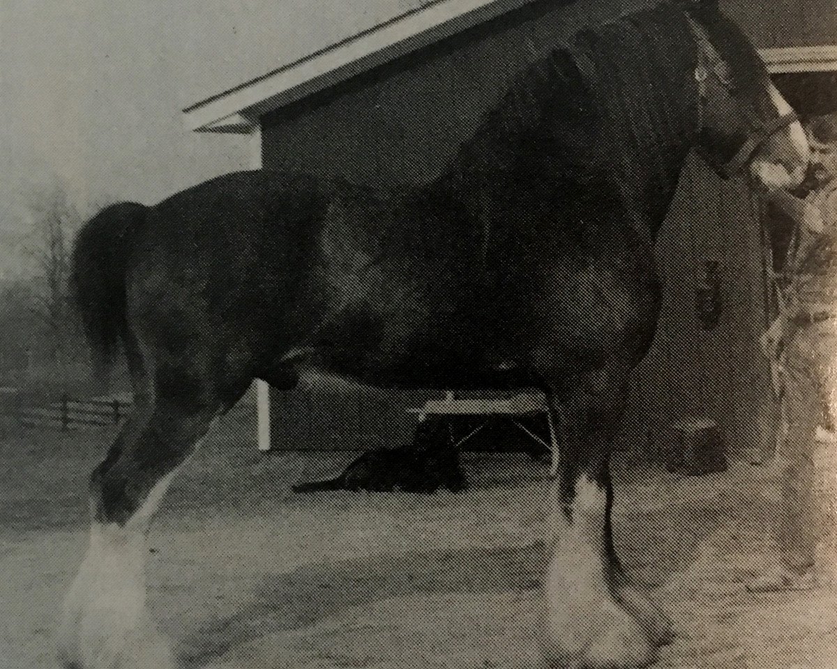 Deckhengst Ogdensburg Teddy's Lad (Clydesdale, 1979, von Doura Perfect Motion)