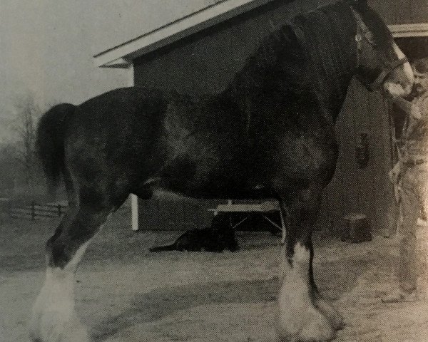 stallion Ogdensburg Teddy's Lad (Clydesdale, 1979, from Doura Perfect Motion)