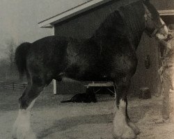 stallion Ogdensburg Teddy's Lad (Clydesdale, 1979, from Doura Perfect Motion)