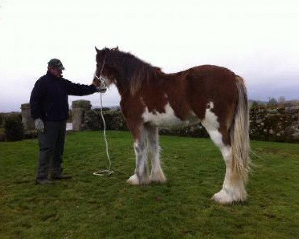 Zuchtstute Old Greenlaw Jura (Clydesdale,  )