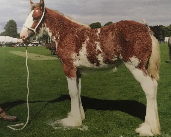 Zuchtstute Collessie Flashgirl (Clydesdale, 2016, von Arradoul Balvenie)