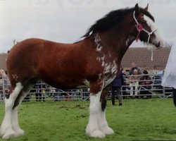 broodmare Downhill Snowflake (Clydesdale, 2010, from Carnaff Ambassador)