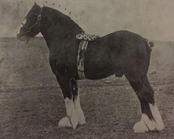 stallion Rising Tide (Clydesdale,  )