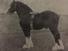 stallion Rising Tide (Clydesdale,  )