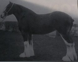 broodmare Monk Gladys (Clydesdale, 1920, from Auchenflower)