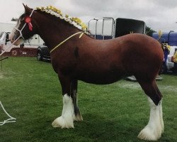 Zuchtstute Mains of Twynholme Heather (Clydesdale, 2006, von Millisle Solway Bay)