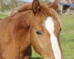 dressage horse Magic Crunchy (Deutsches Reitpony, 2019, from Magic Friday B WE)