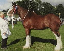 Zuchtstute Jackton's Miss Adelle (Clydesdale, 2012, von Jackton's Discovery)