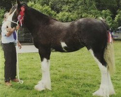 Zuchtstute Horsegills April Dawn (Clydesdale, 2015, von Dillars Top Gun)