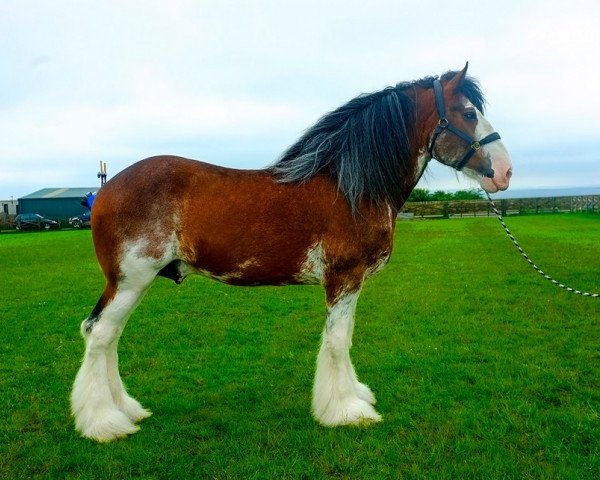 stallion Collessie Redcastle Hallmark (Clydesdale, 2004, from Collessie Whinhill President)