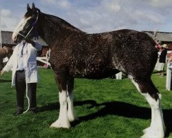 Zuchtstute Kenbar Sadie (Clydesdale, 2013, von Stoneyleigh Major Jackey)