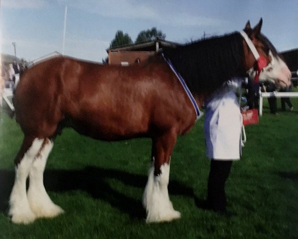 broodmare Holmhead Amber (Clydesdale,  , from Millisle Hero)