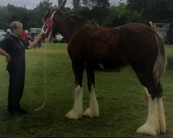 Zuchtstute Balvattie Orla (Clydesdale, 2015, von Eskechraggan Ernest)