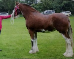 broodmare Eskechraggan Lady Anita (Clydesdale, 2014, from Whinhill Lord of the Isles)