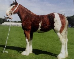 Zuchtstute Ord Destiny (Clydesdale, 2015, von Eskechraggan Ernest)