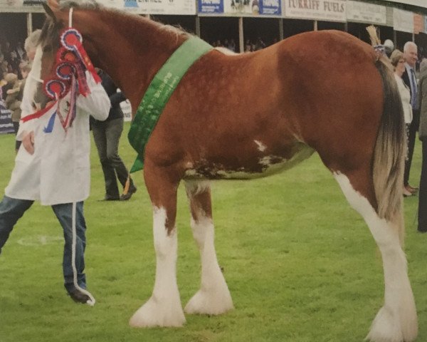 Zuchtstute Arradoul Ceilidh (Clydesdale, 2015, von Brelee Majestic Finnigan)