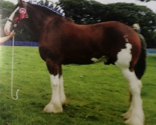 stallion Doura Aird Ambition (Clydesdale, 2014, from Doura Kingmaker)